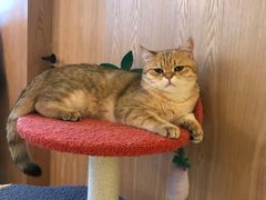 -猫腻·猫咖·撸猫馆(星光大道店)