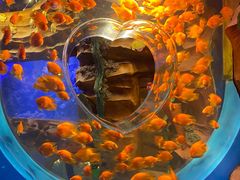 -芜湖新华联大白鲸海洋公园