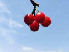 -樱桃山旅游景区