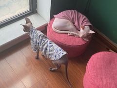 -团子家猫咪猫咖馆·柯基·柯尔鸭