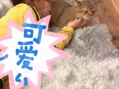 -袖虎·猫馆(体育西路店)