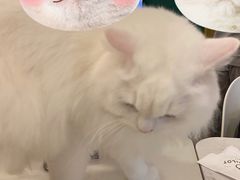 -飞行喵MR PILOT|猫舍·猫咖(静安大融城店)