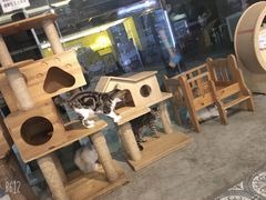 -more than meow吴止猫主题餐厅(承德 中船汇店)