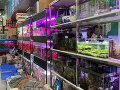 -武汉花鸟市场