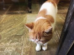 -猫咪博物馆(顶澳仔猫街店)