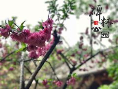 -碑林公园