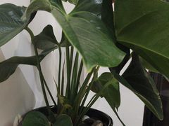 -荷风细雨·中国茶宴(碧云店)