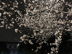 -武汉大学-樱园