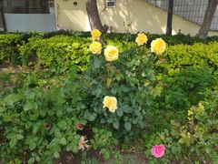 -东来顺铜锅炭火涮肉(上地华联店)