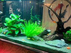 -松临·铁板烧&Omakase(神农店)