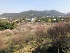 -香雪海