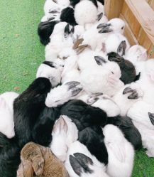 -萌宠亲子动物乐园(槐房万达店)