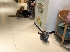 -藏猫猫咖啡主题馆(中央大道店)