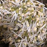 自己发个绿豆芽