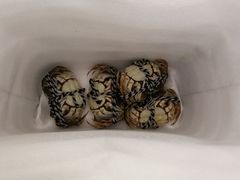 -小陆莲花蟹园农家乐(莲花岛店)