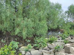-深圳湾公园(南山区)