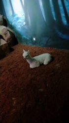 -酷嗒动物文化乐园(cutezoo西溪乐天城店)