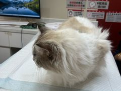 -御宝贝24h宠物医院·转诊中心·CT核磁血透中心(厦门总院)
