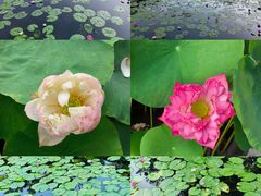 -云溪植物园