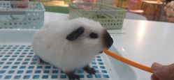 -Moni星球萌宠·小马宝莉·灵蛇·高端高阶全萌宠互动体验俱乐部(红豆国际广场店)