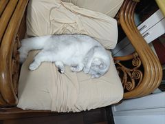 -宠颐生动物医院·猫科·心脏科(海口分院)