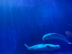 -多彩贵州城极地海洋世界