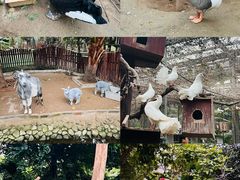 -呀路古热带植物园