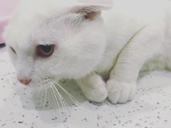 -佳雯宠物医院(金华南路分院)