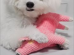 -创凡宠物医院·骨专科  猫科中心(西乡分院)