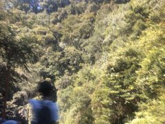 -江西阳明山国家森林公园