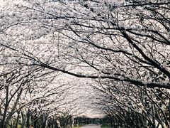-高东镇樱花园