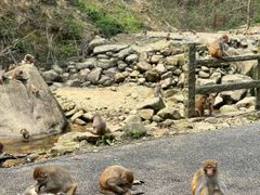 -姑婆山旅游区
