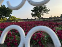 -广东花都香草世界旅游度假区
