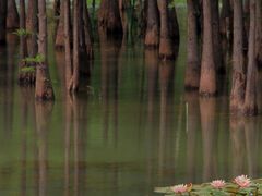 -白鹭湾湿地公园
