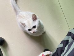 -lincat·猫舍(广州店)