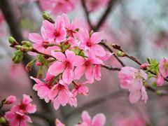 -天适樱花悠乐园