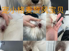 -宠小格时尚宠物生活馆(唐镇店)