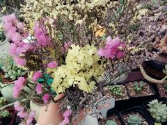 -龙大花卉苗木市场