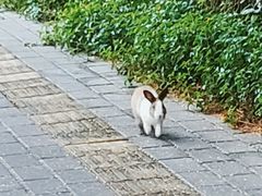 -深圳湾公园(南山区)