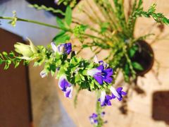 -看见远方·莫干遥远的山民宿