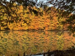 -上海海湾国家森林公园