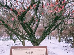 -梅花山(明孝陵内)