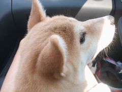 -翊宠yipet猫狗购宠庄园犬舍•猫舍