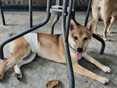 -柴犬高等学院·狗咖·柴犬售卖·宠物训练