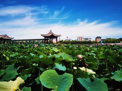-莲花池公园
