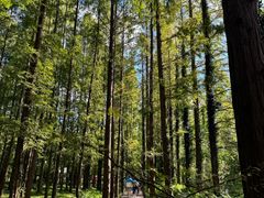 -黄海国家森林公园