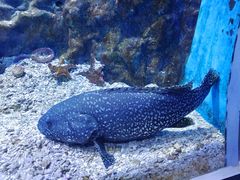 -海合安武汉极地海洋公园