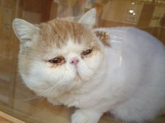 -滚猫咖啡·猫咖·猫友好撸猫(未来城店)