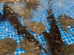 -半岛听涛蒸汽海鲜自助(K11店)