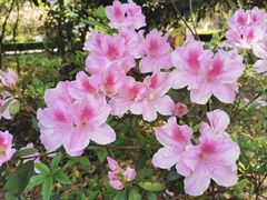 -上海佘山国家森林公园天马山园